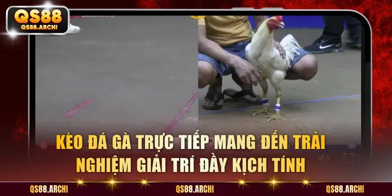 Kèo Đá Gà Trực Tiếp Mang Đến Trải Nghiệm Giải Trí Đầy Kịch Tính
